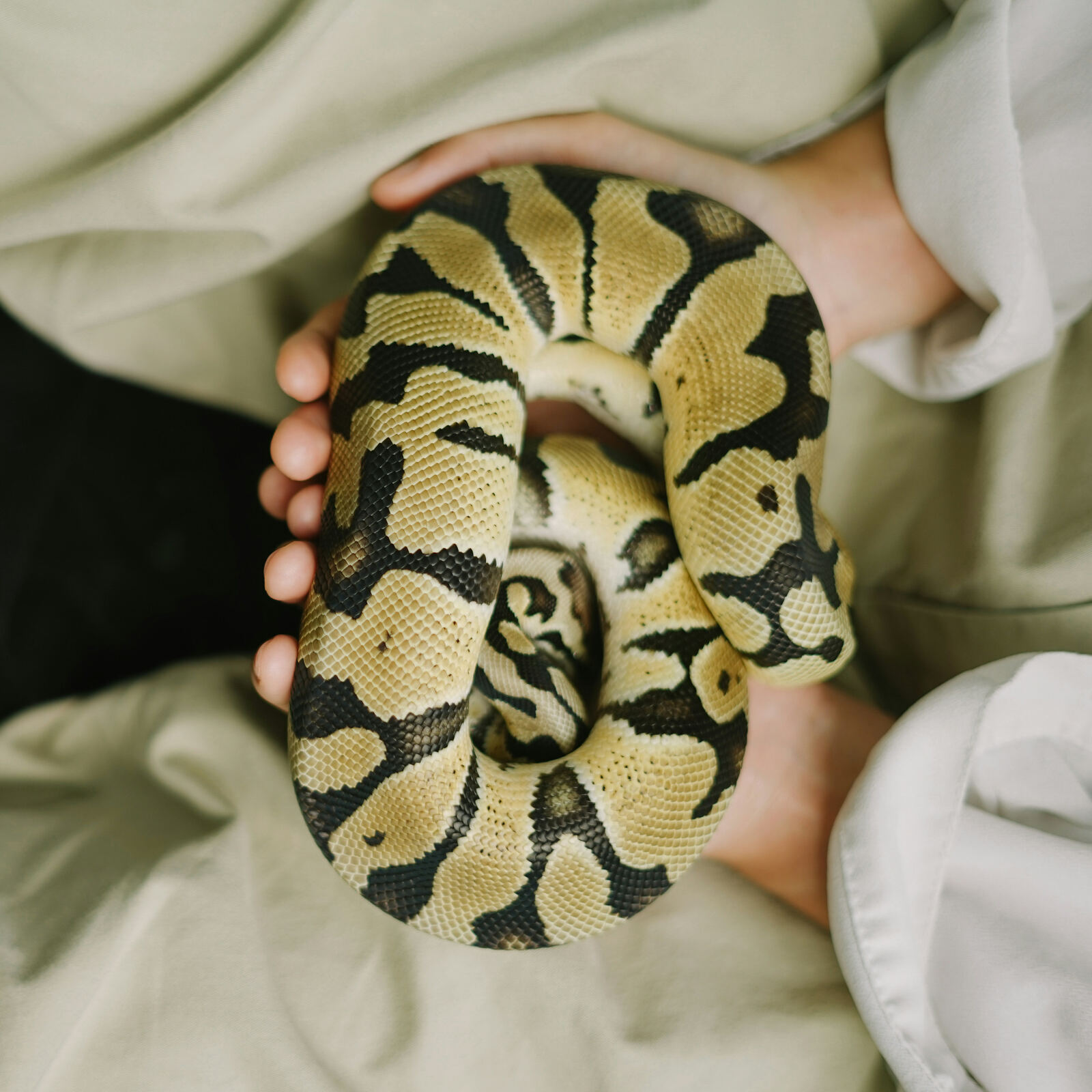 Ball Pythons Care Guide