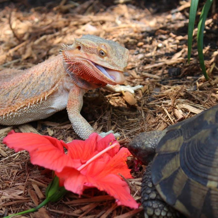 Bearded dragon licks tortoise