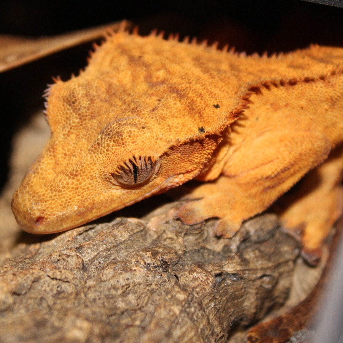 Crested Gecko for sale