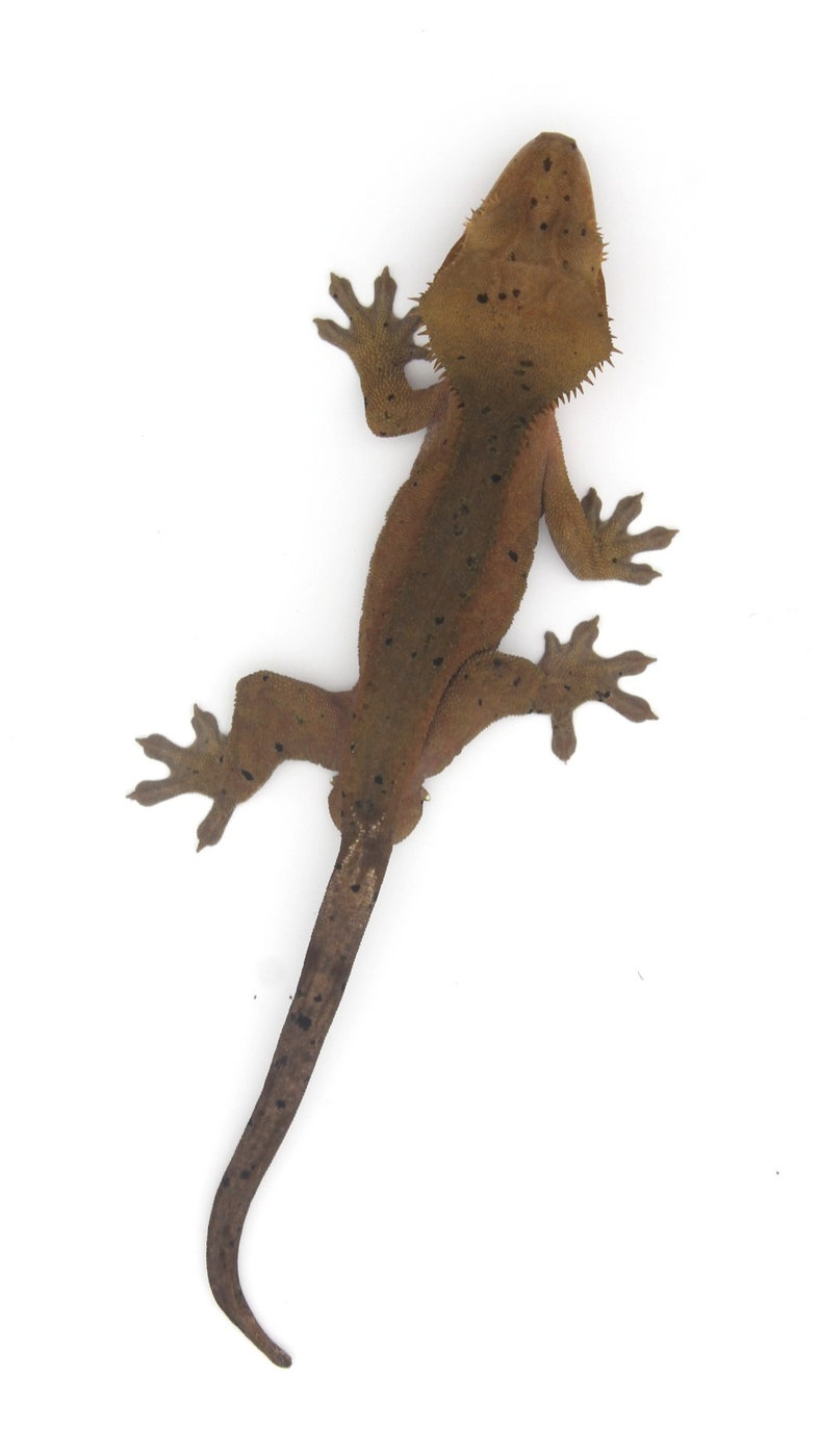 Crested Gecko enclosure