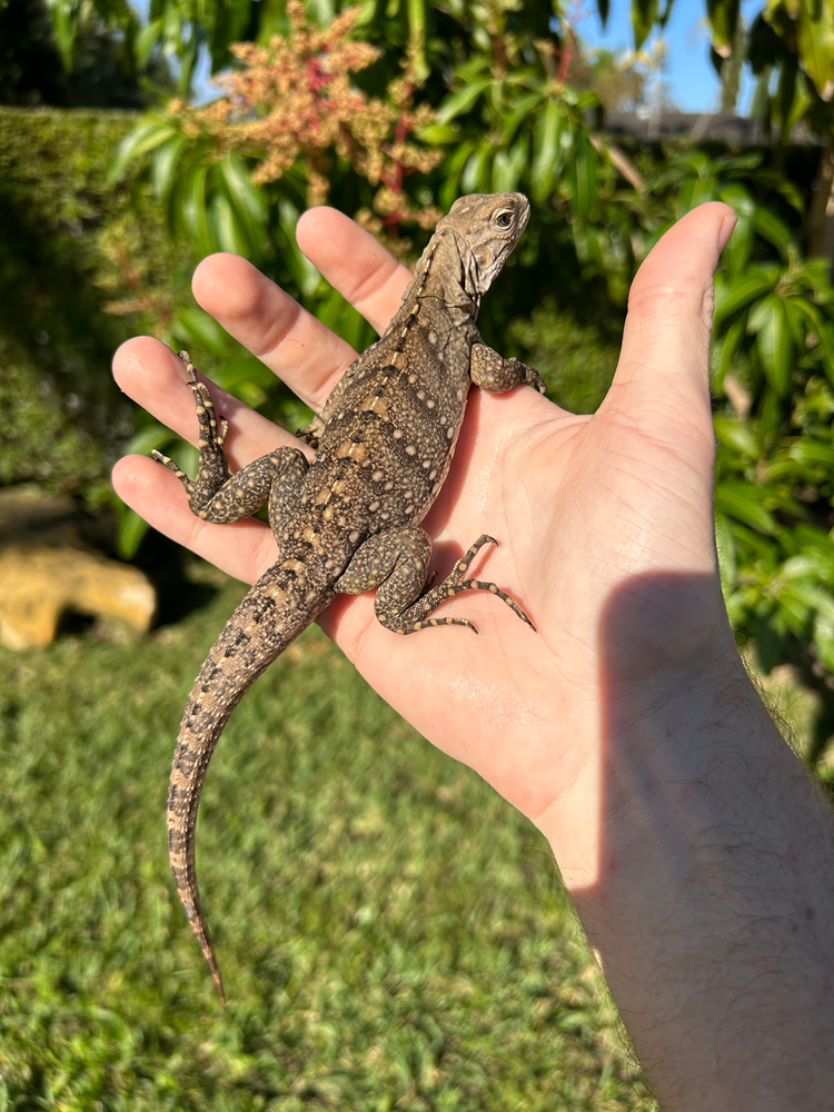 Cuban Rock Iguana care