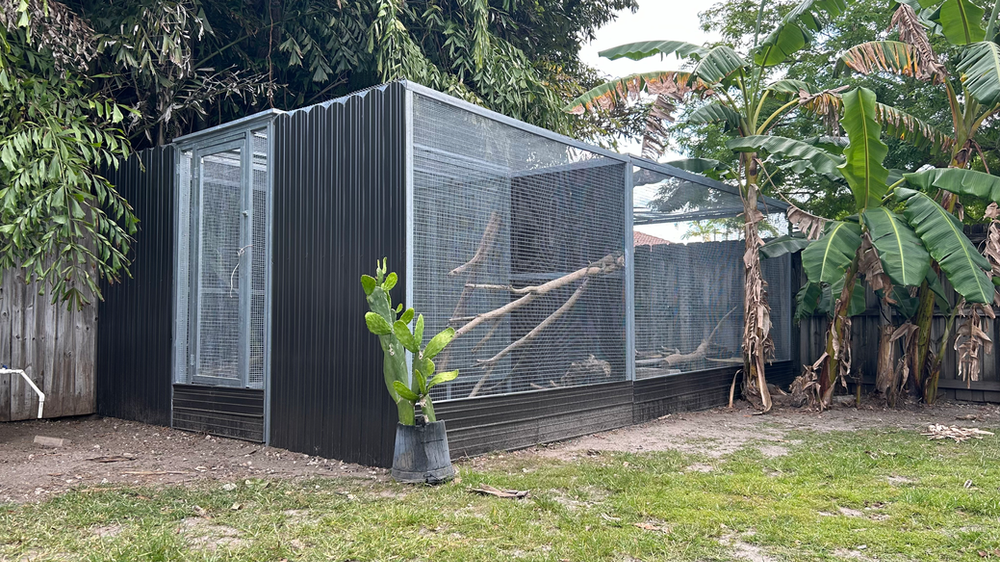 Cuban Rock Iguana care