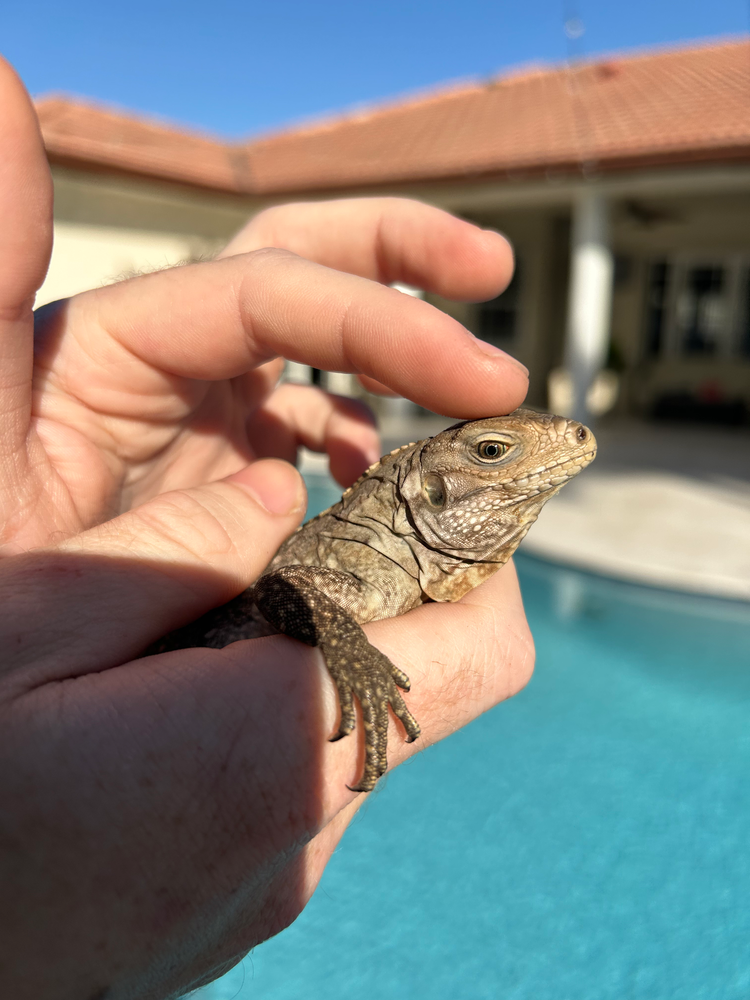 Cuban Rock Iguana care