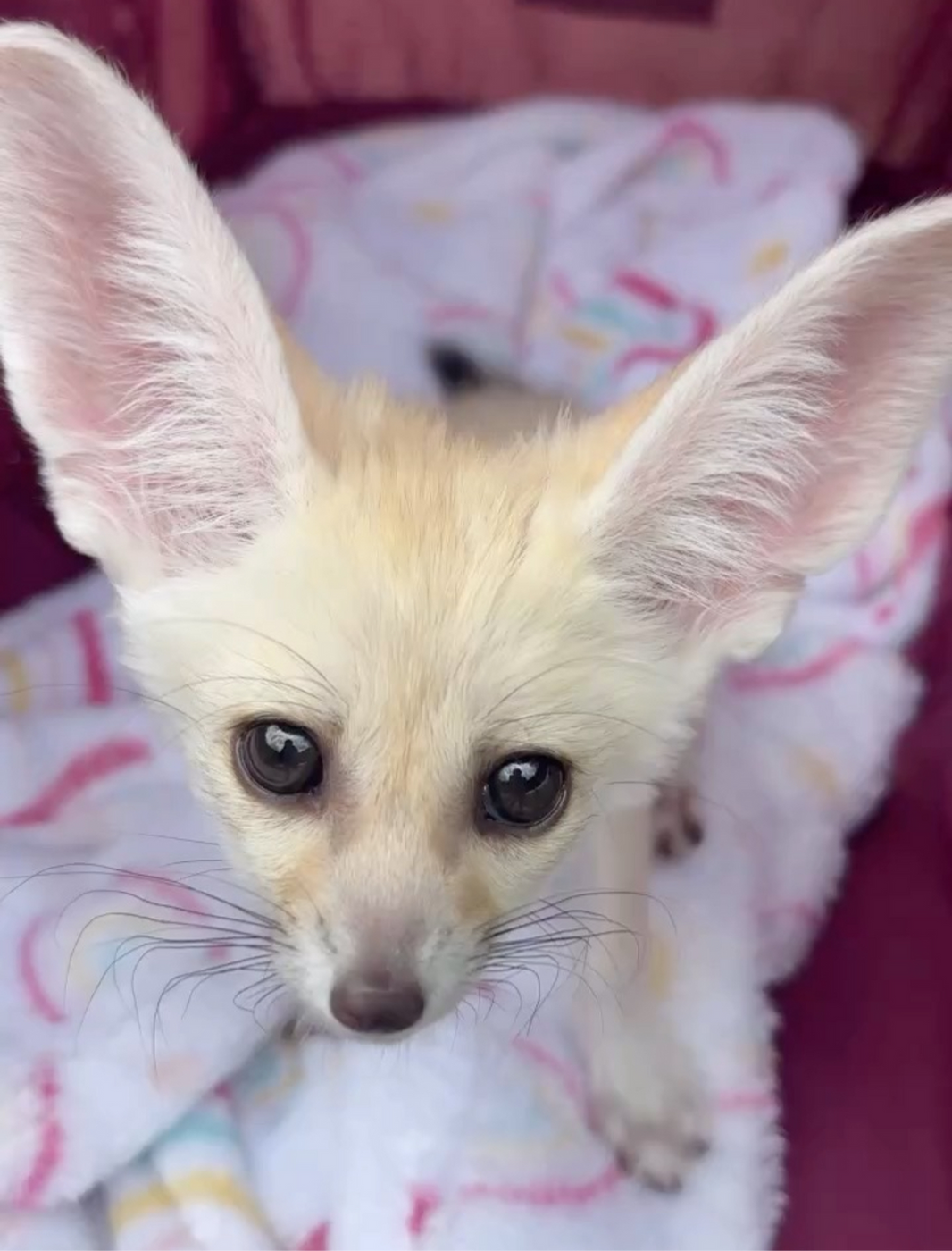 Fennec Fox Care Guide