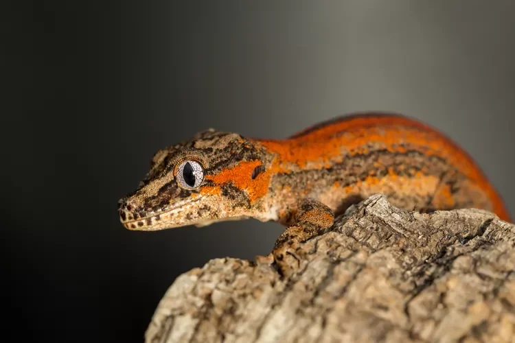 Gargoyle Gecko for sale