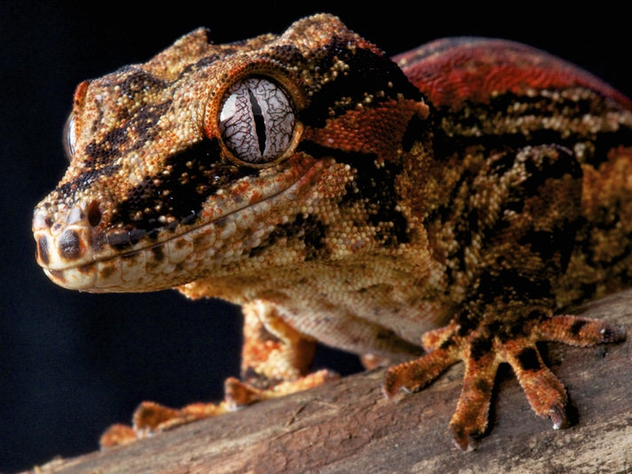 Gargoyle Gecko for sale in miami