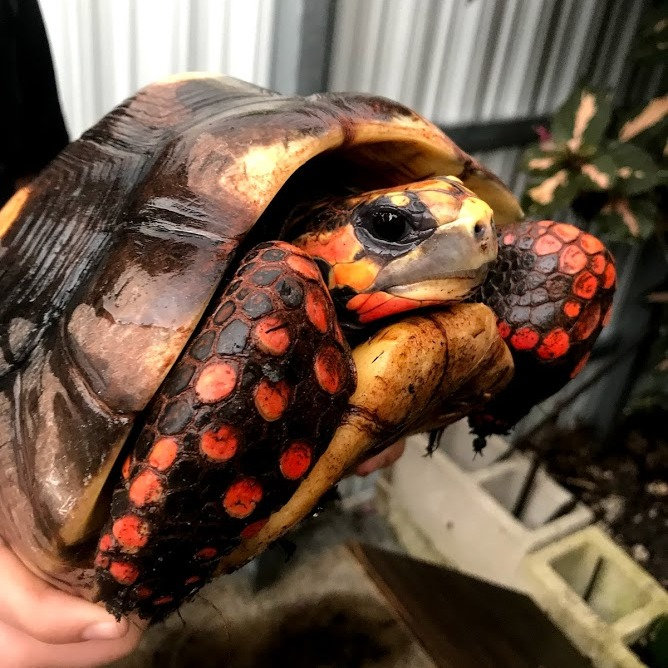 Tortuga de patas rojas macho adulto mostrando sus colores brillantes. La guía de cuidado de tortugas de patas rojas de r