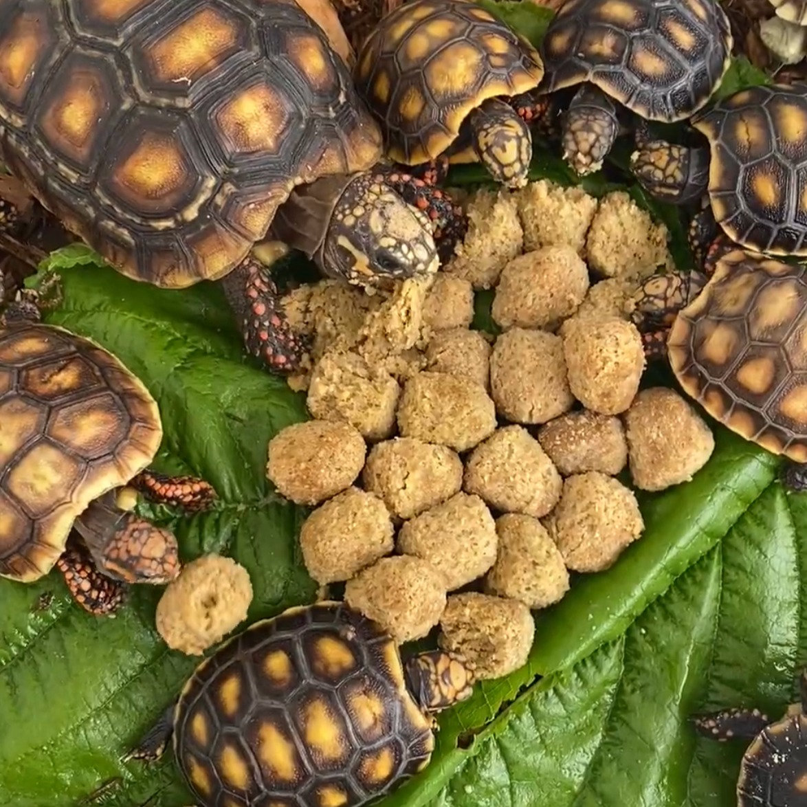 Algunas de mis tortugas bebé de patas rojas disfrutan de una dieta de tortuga. Ambos se pueden encontrar en nuestra tien