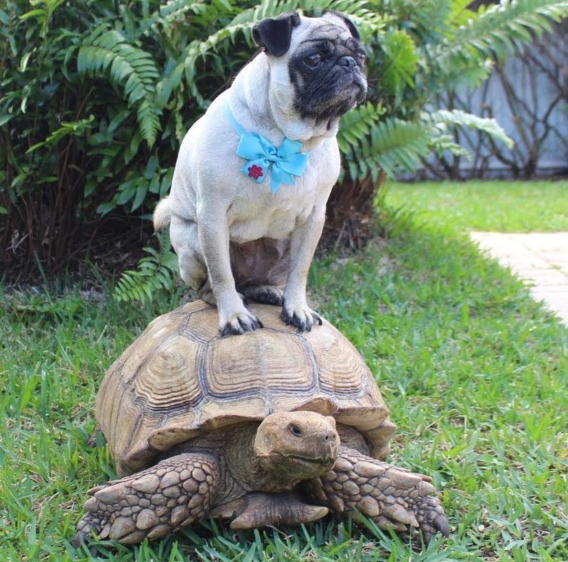 Guía Completa de Cuidado de la Tortuga Sulcata