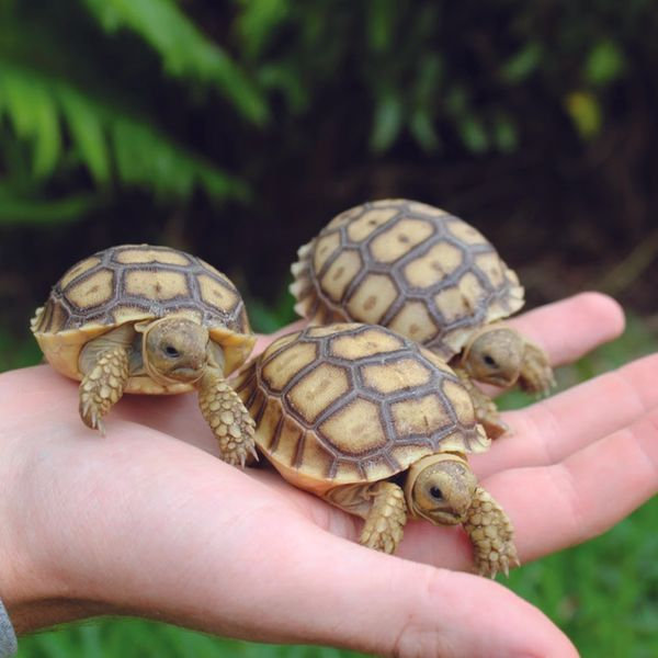 tortuga sulcata bebé