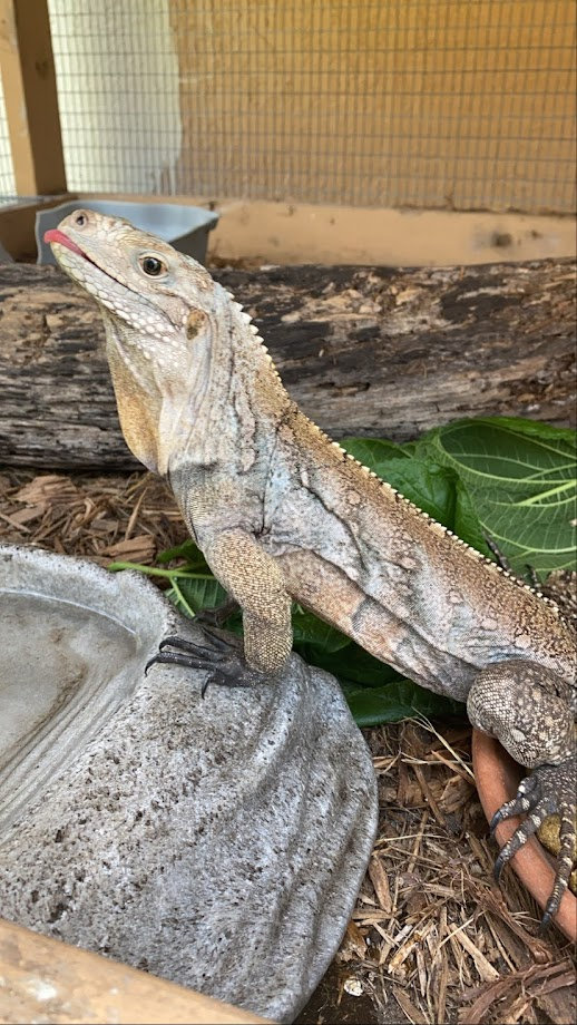 Guía de cuidados de la iguana de roca cubana