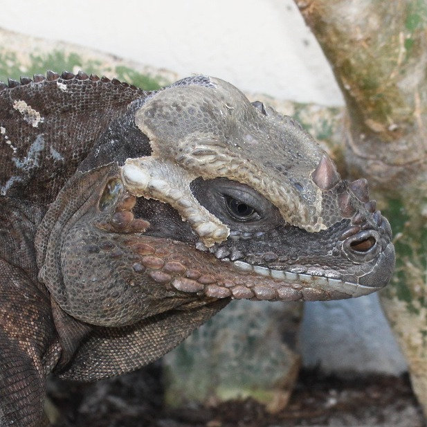 rhino iguana care guide