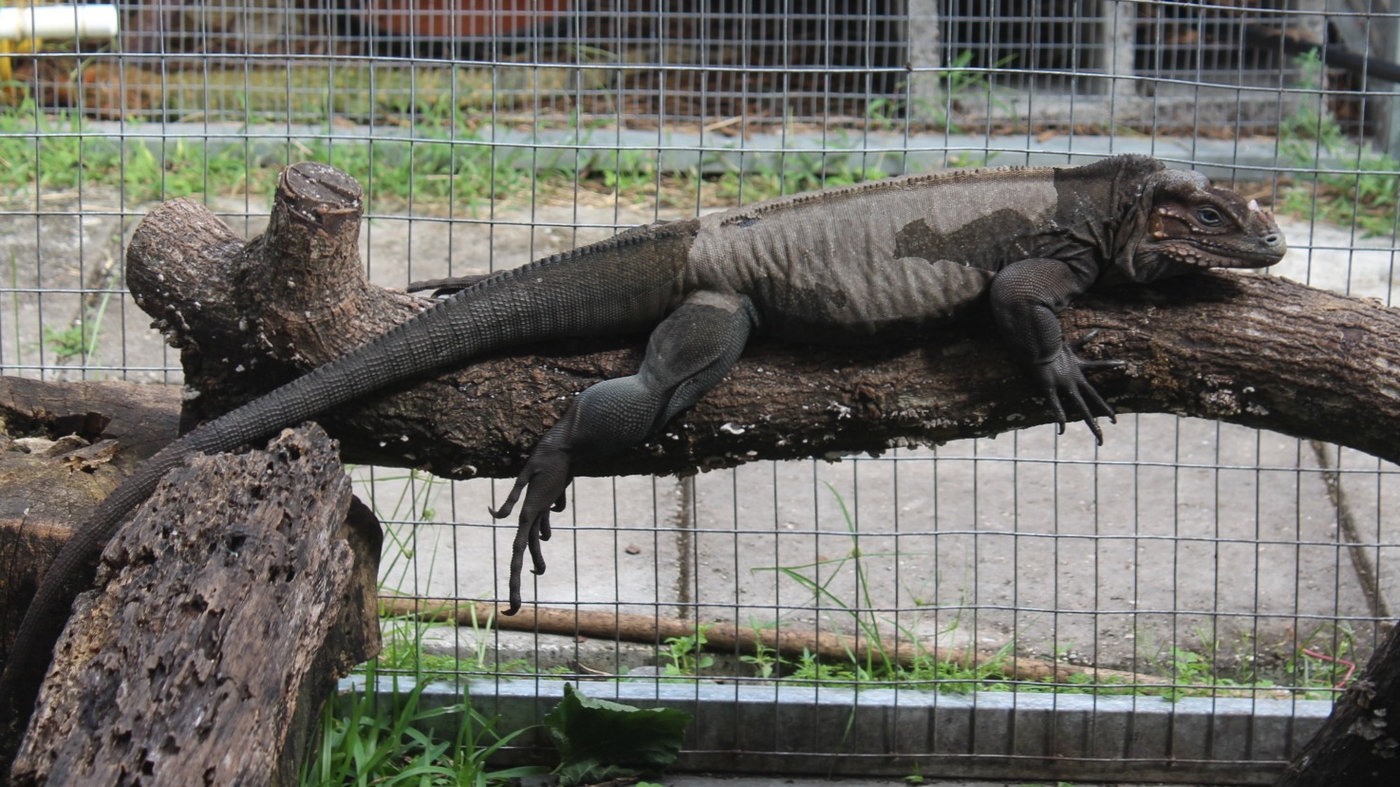 full grown rhinoceros iguana