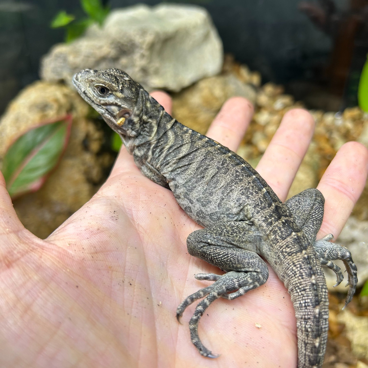 rhino iguana for sale online