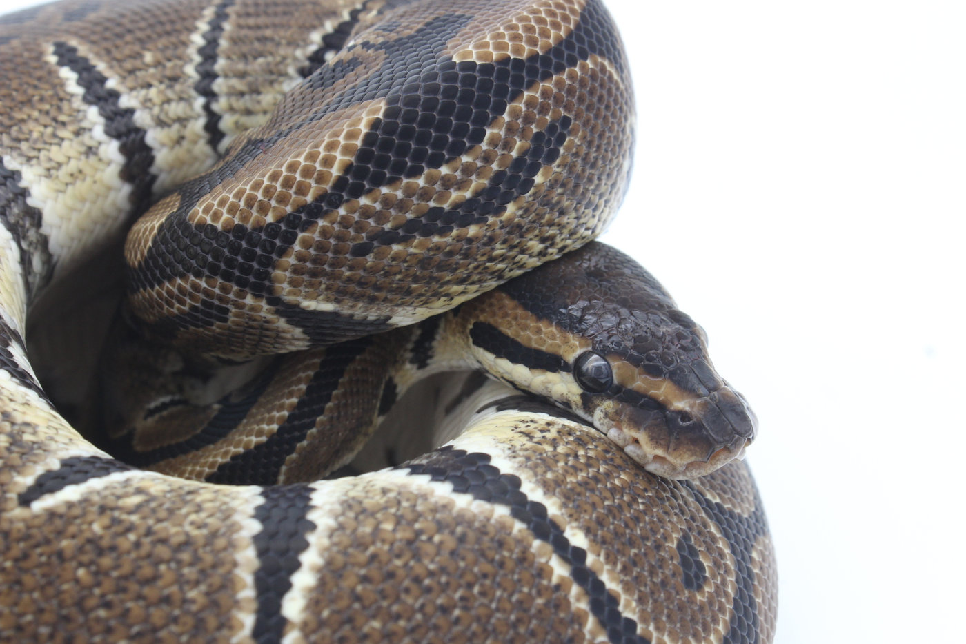 Ball pythons for sale