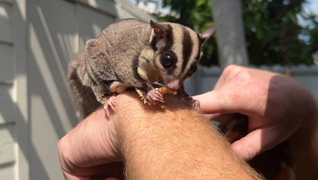 sugar glider pet