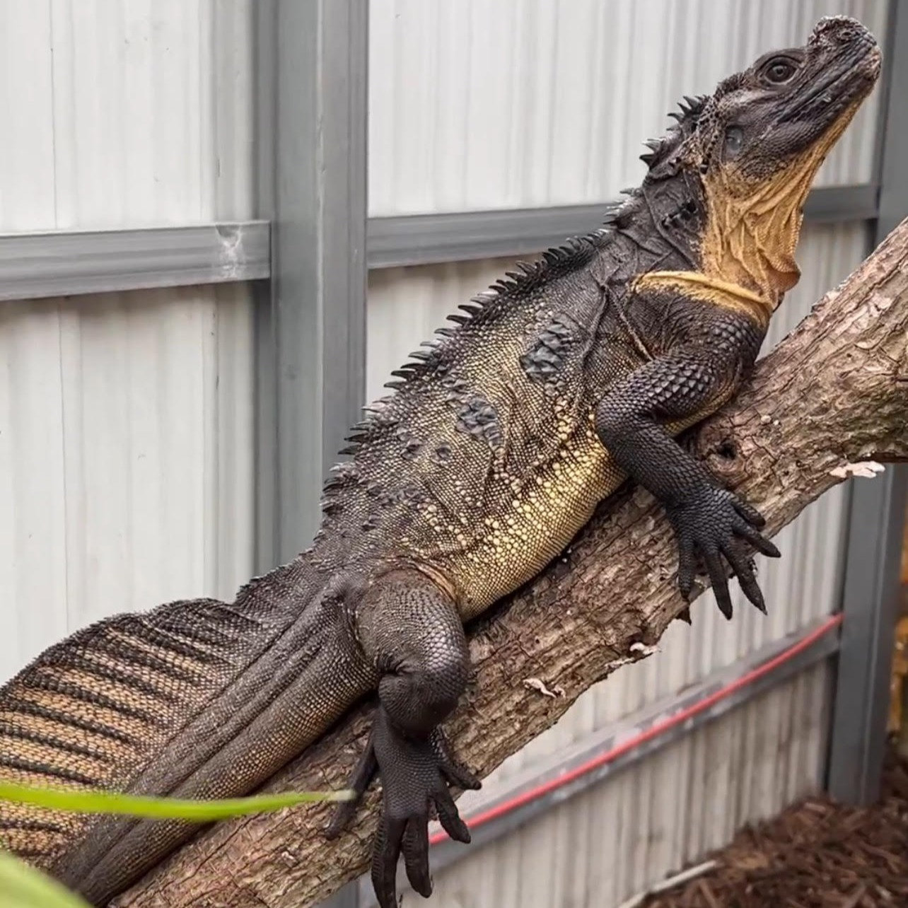 sailfin dragon for sale