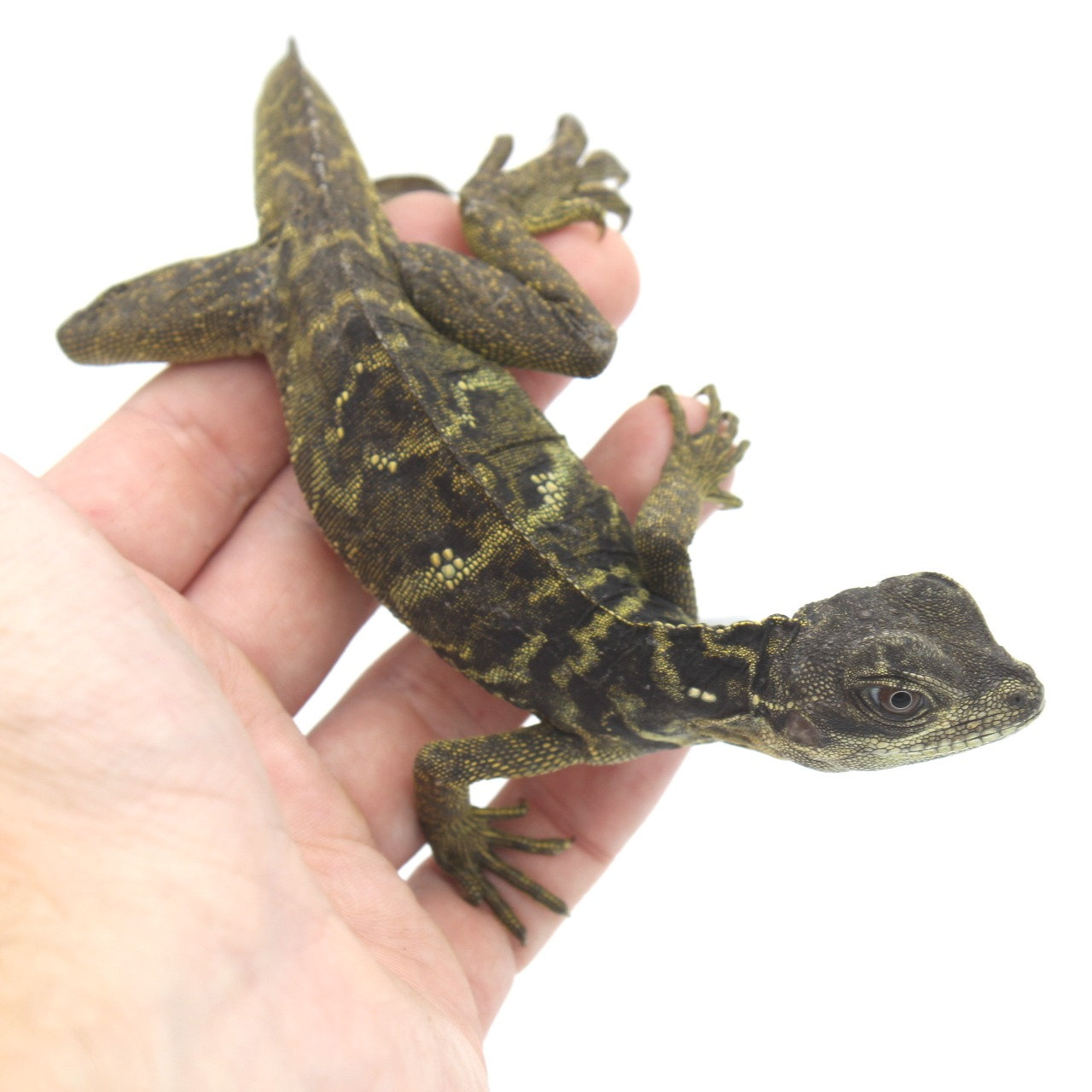 sailfin dragon for sale in miami