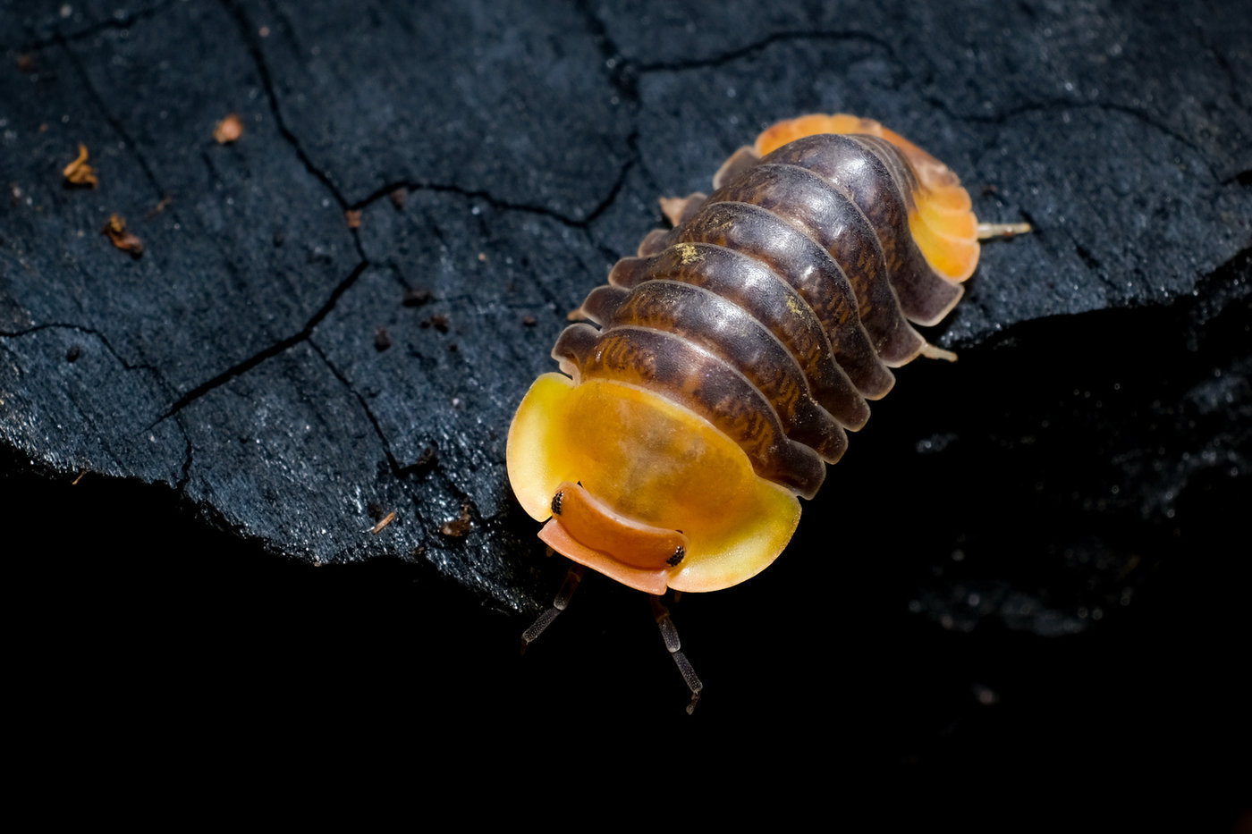 Isopod Care Guide