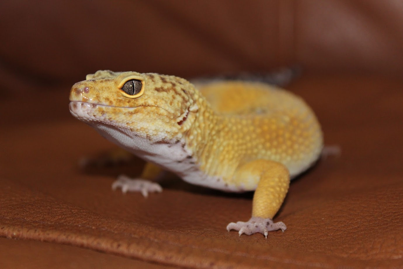 Leopard Gecko for sale