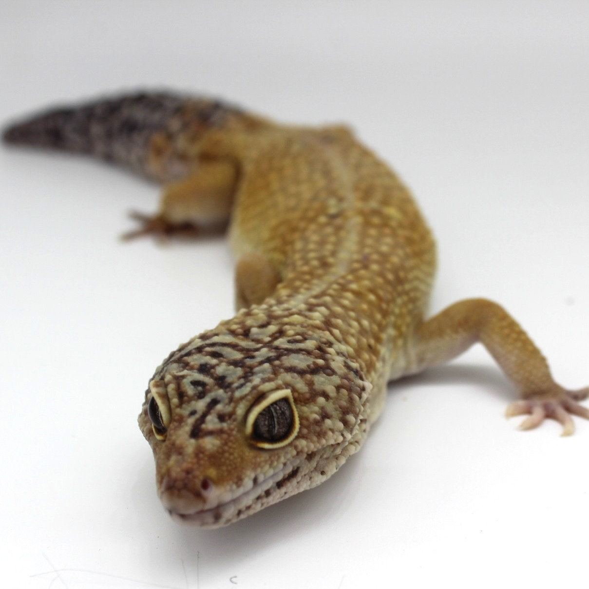 Leopard Gecko for sale in miami