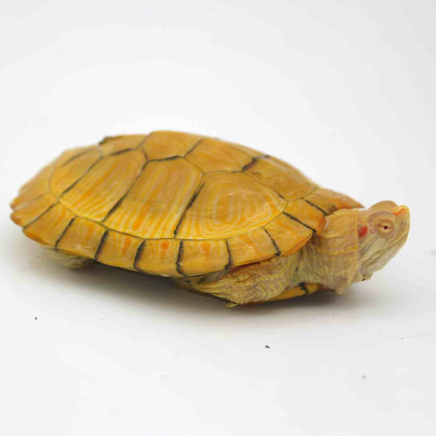 Red Eared Slider Turtle for Sale