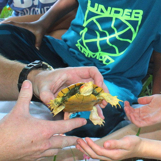 Red Eared Slider Turtle Care