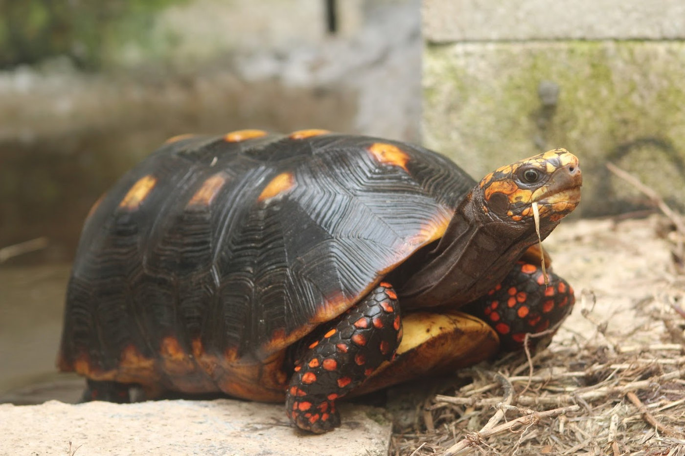Redfoot tortoises coming out of their water bowl. Shadow's reptiles redfoot tortoise care guide teaches you how to care 