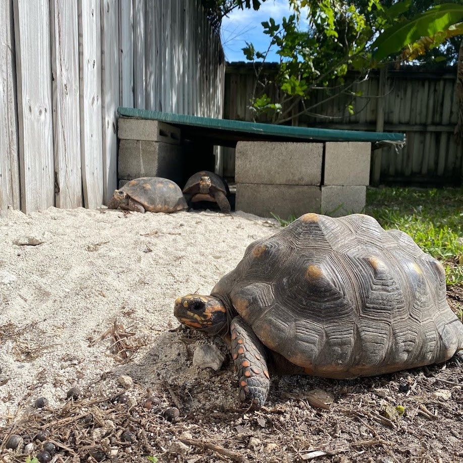 Redfoot tortoises coming out of their hide to bask and enjoy natural sunlight. They do this to get the required UVB and 