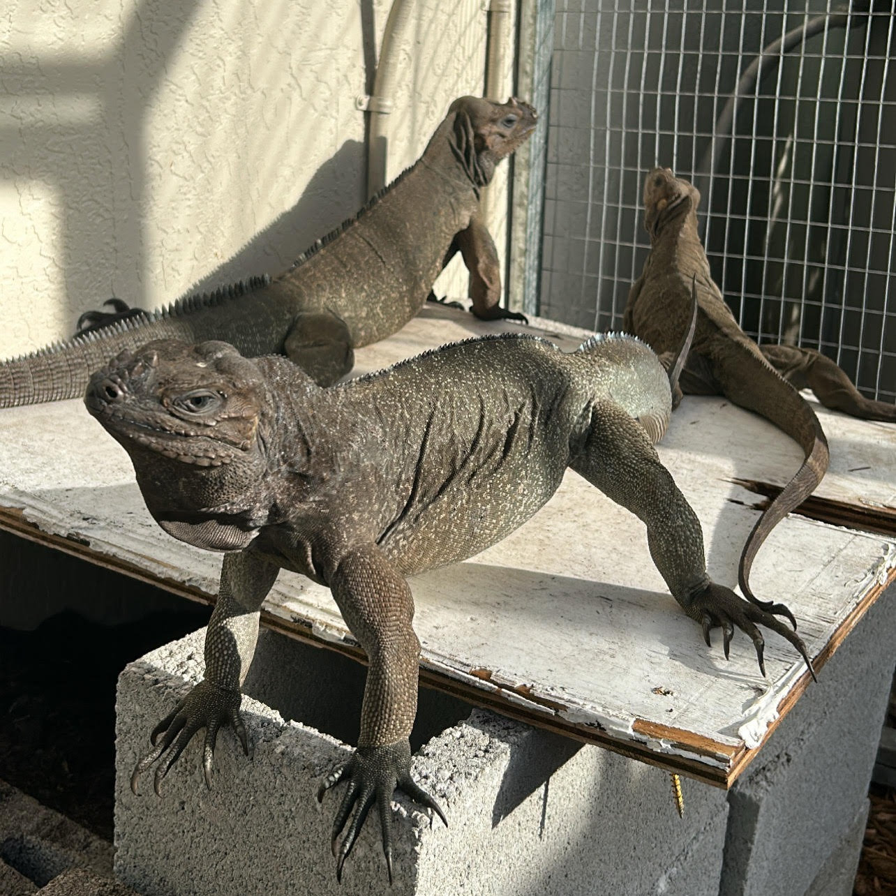 rhino iguana care