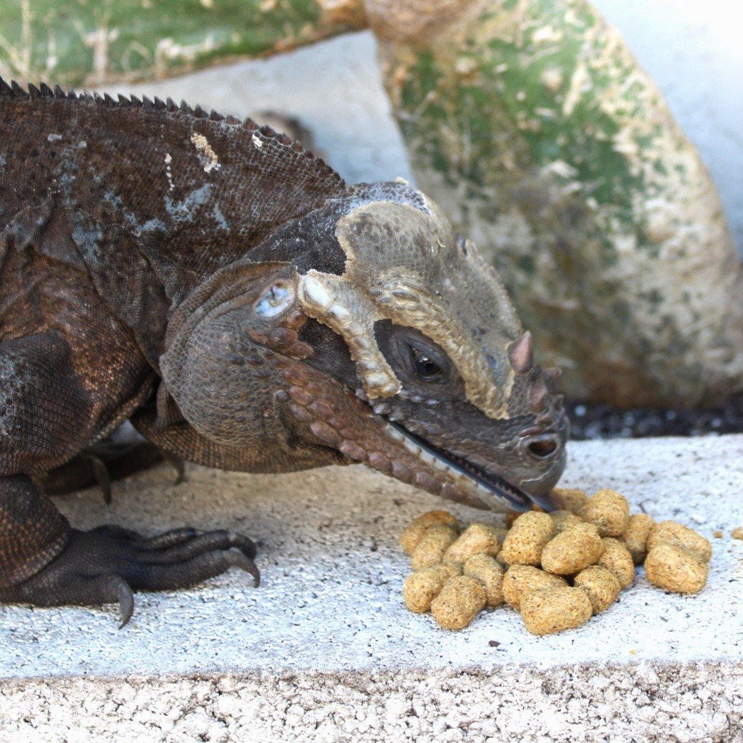 rhino iguana diet food