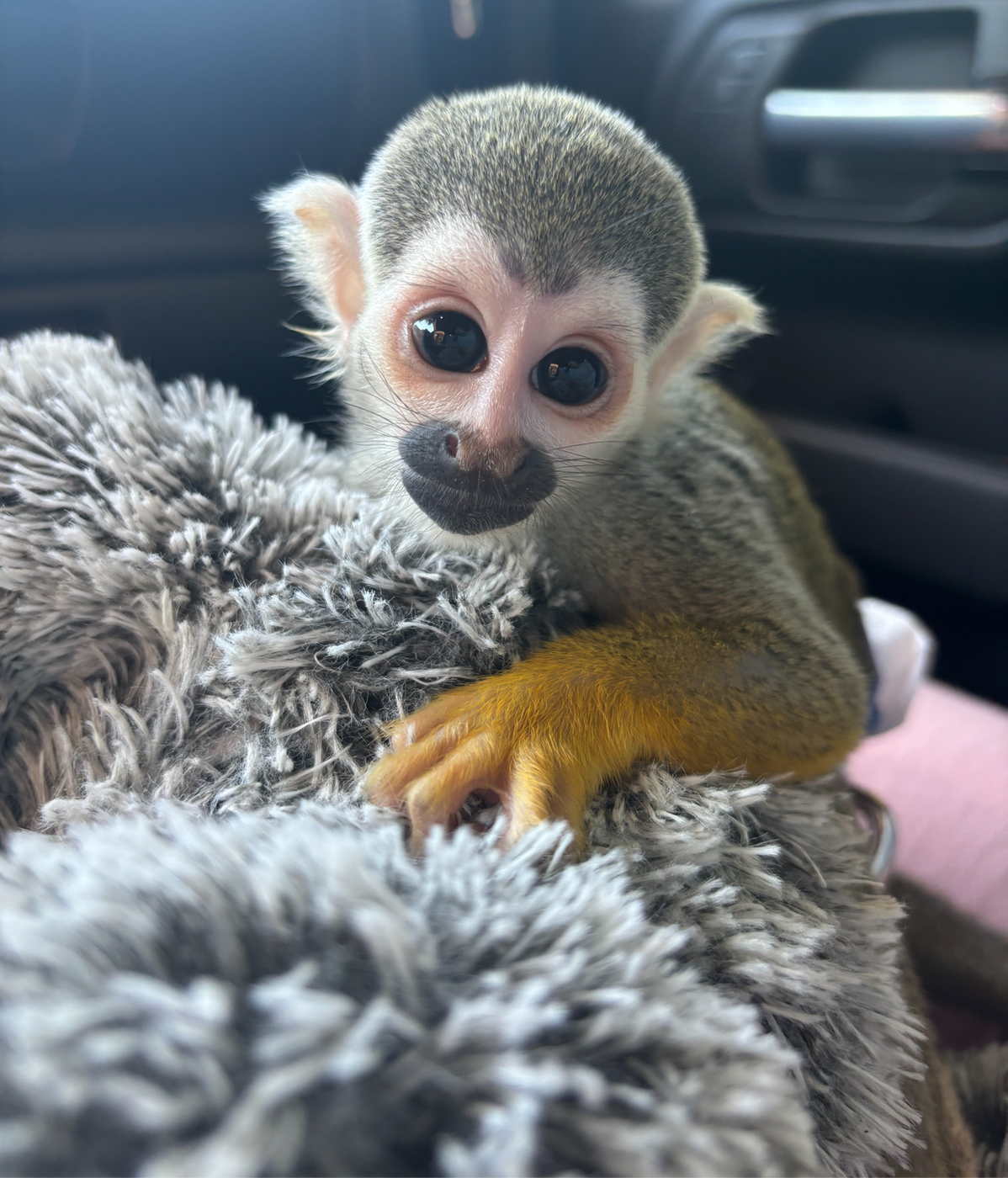 Squirrel Monkey Care Guide