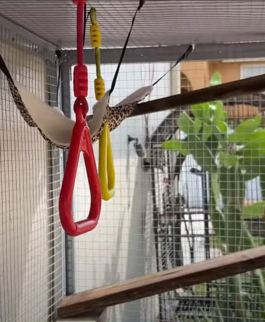 Squirrel Monkey Care Guide