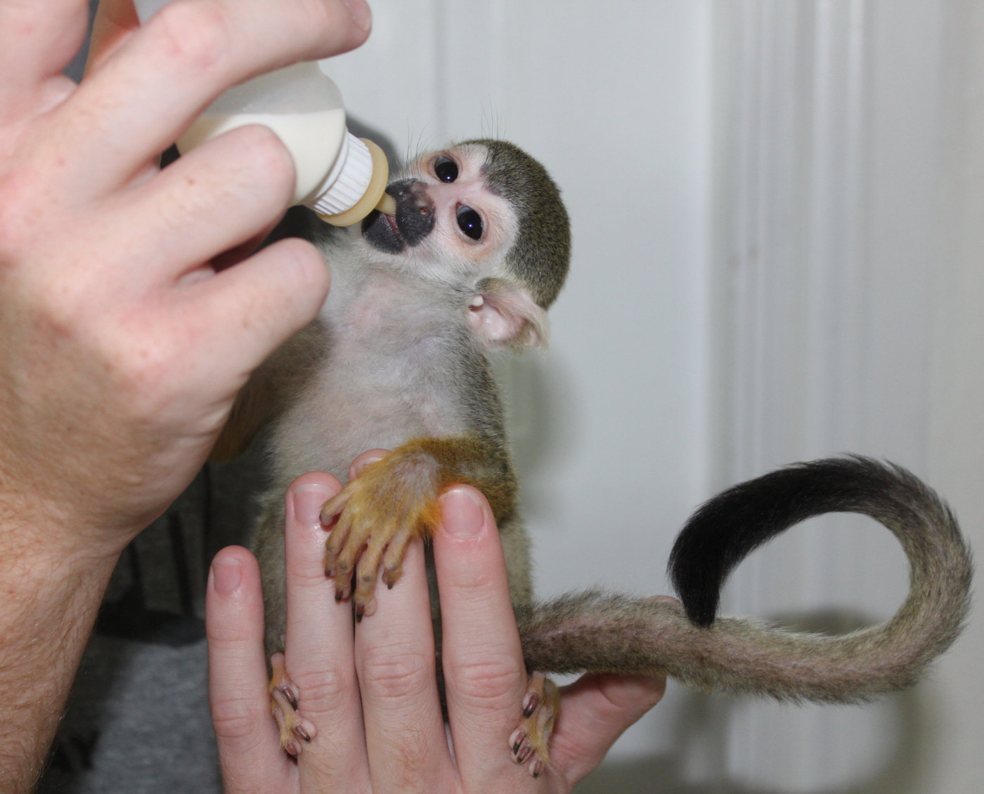 Squirrel Monkey Care Guide