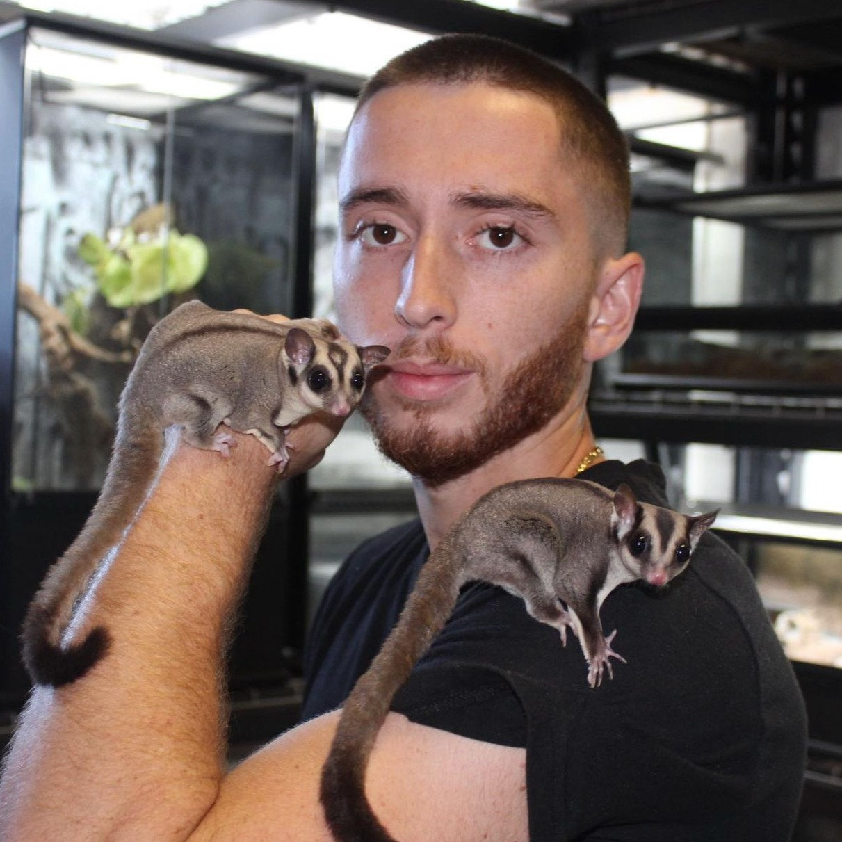 Sugar glider care guide
