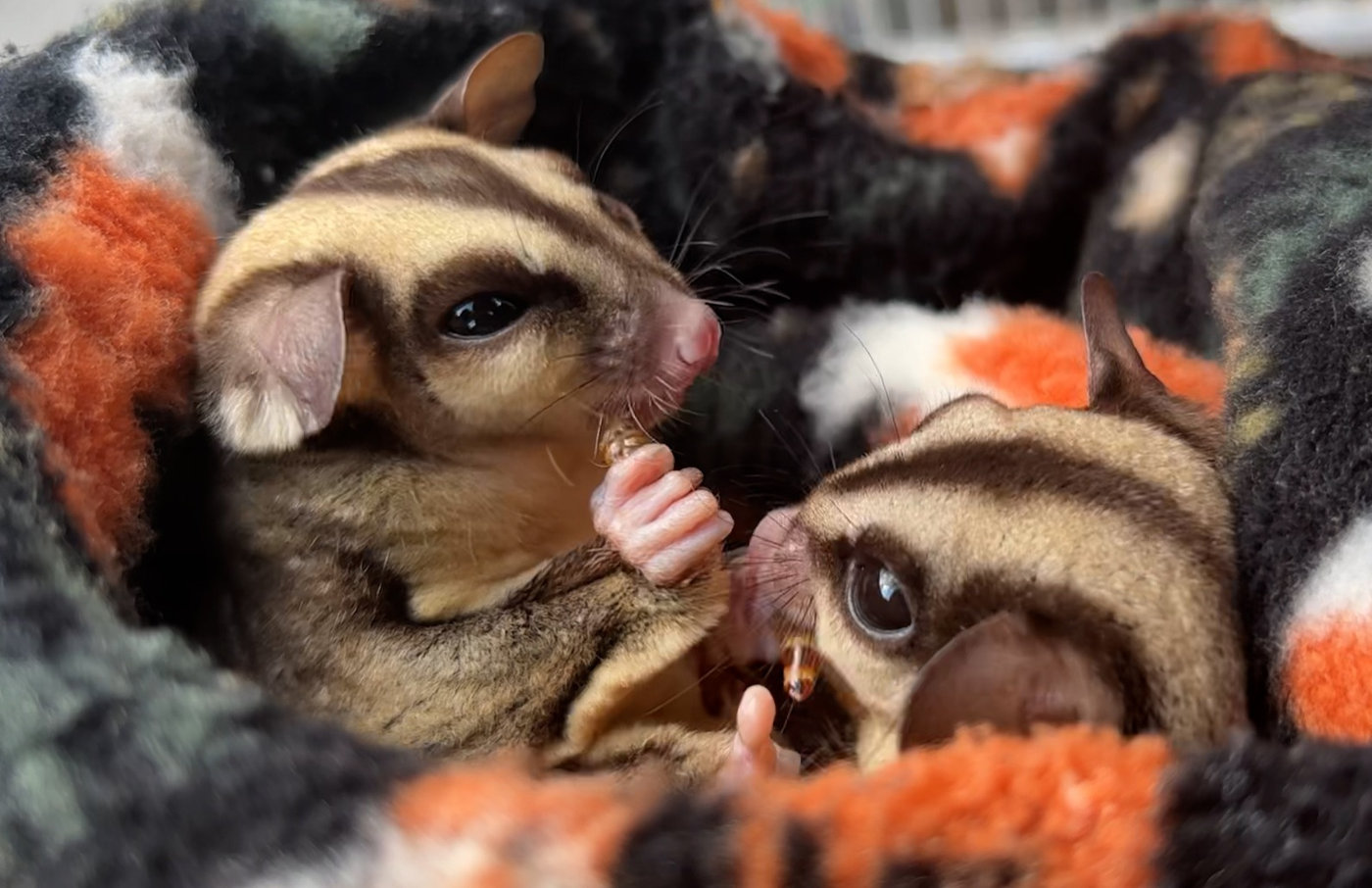 sugar glider diet