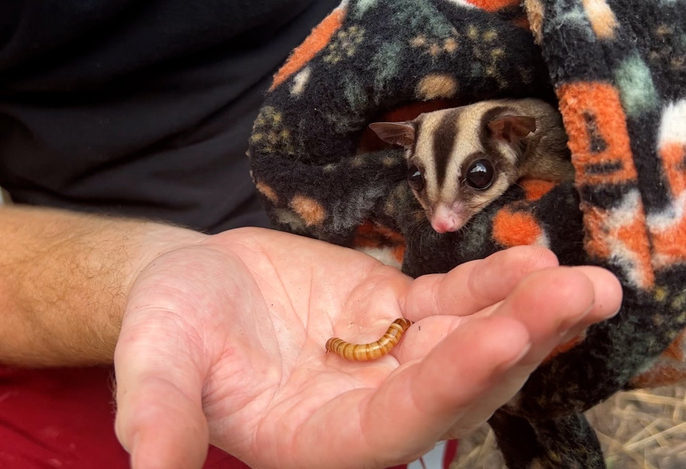 sugar glider lifespan