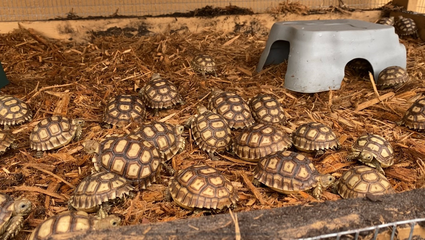 How to care for sulcata tortoise enclosure. food water hydration supplies.. Baby sulcata tortoises in Miami Florida for 