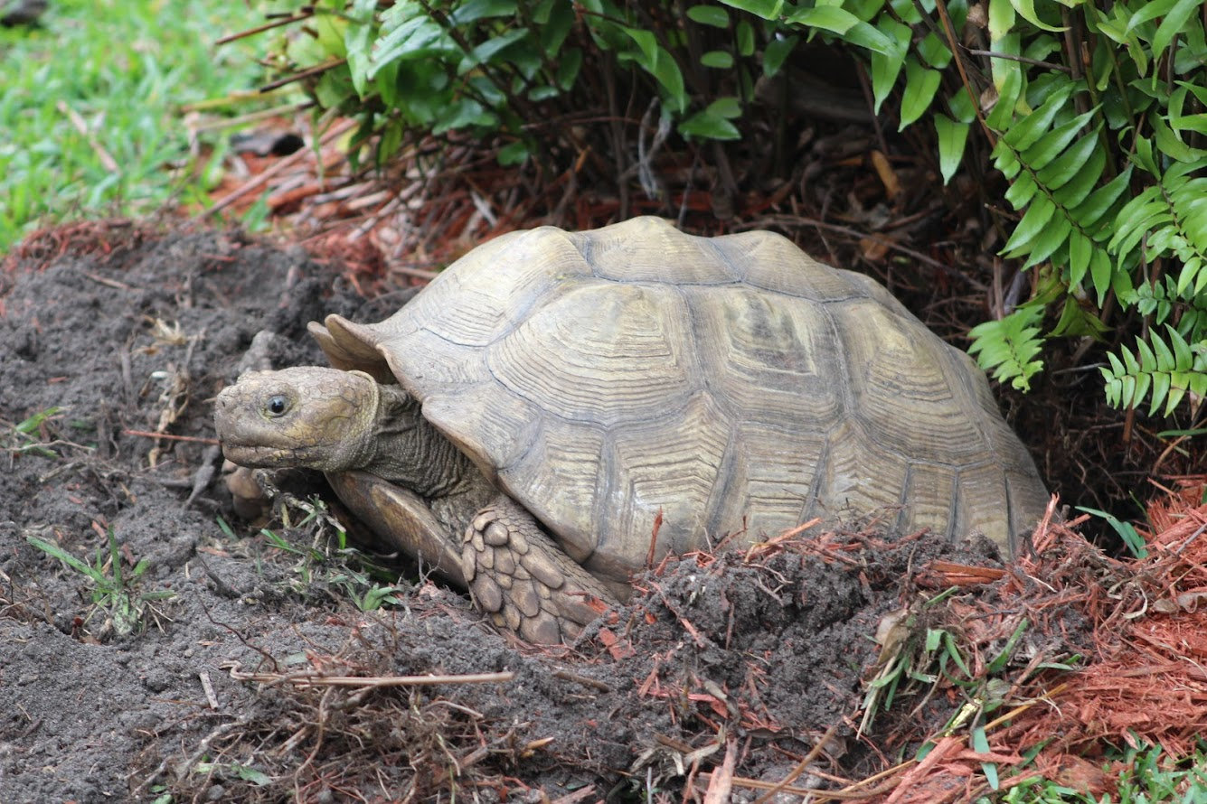 How to care for sulcata tortoise enclosure. food water hydration supplies.. Baby sulcata tortoises in Miami Florida for 