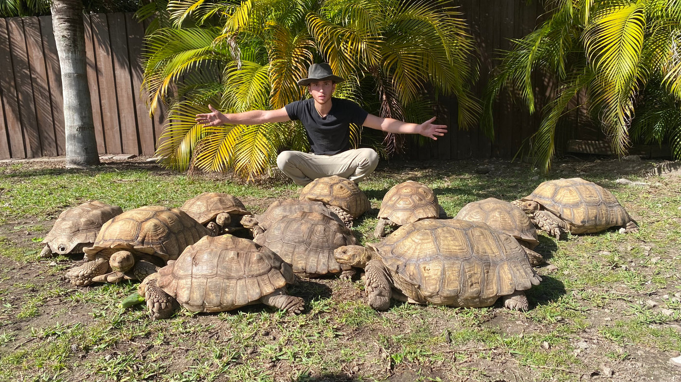 How to care for sulcata tortoise enclosure. food water hydration supplies.. Baby sulcata tortoises in Miami Florida for 