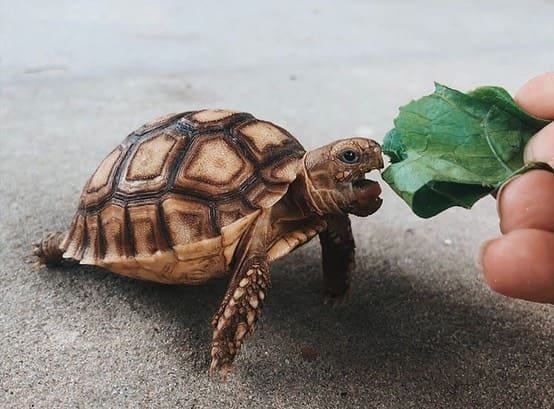 What Do Tortoises Eat