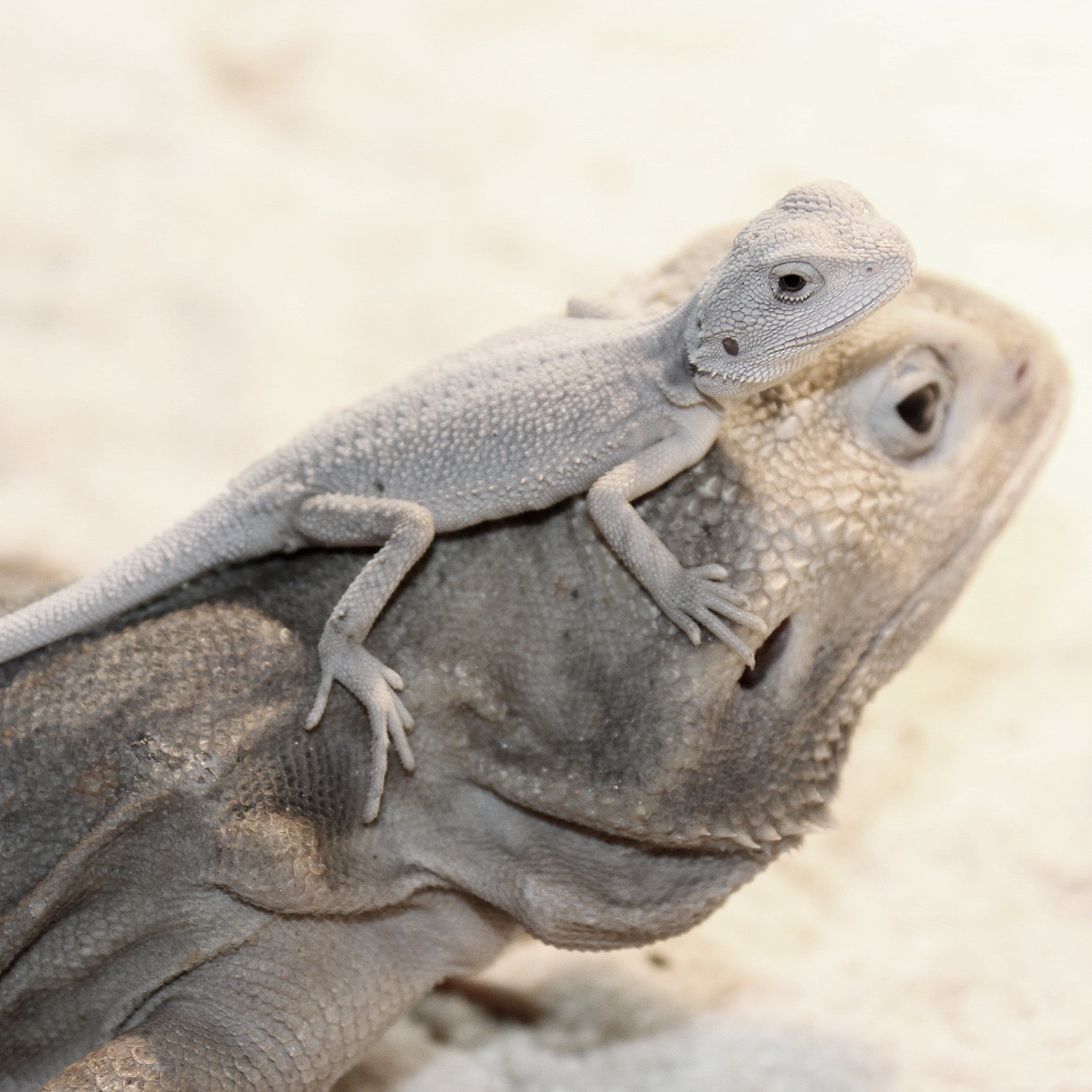 What Reptile Is Best for You?