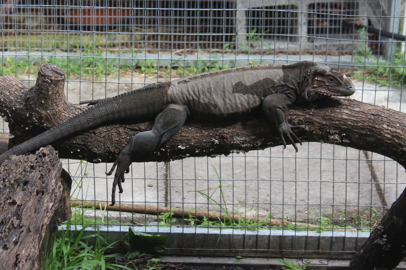 Rhino Iguana
