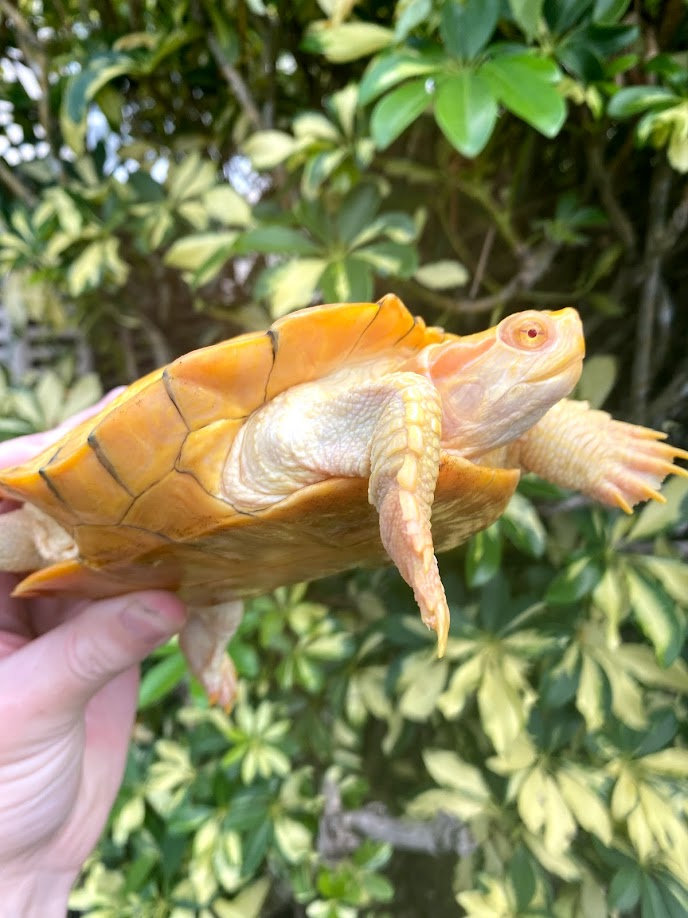 What Reptile Is Best for You?