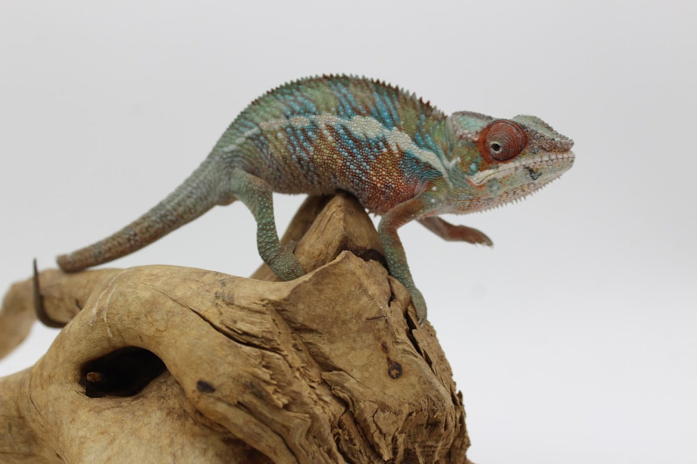 What Reptile Is Best for You?