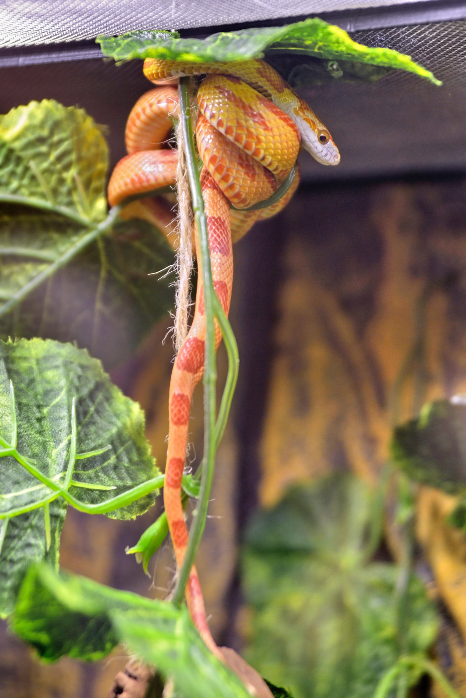 What Reptile Is Best for You?