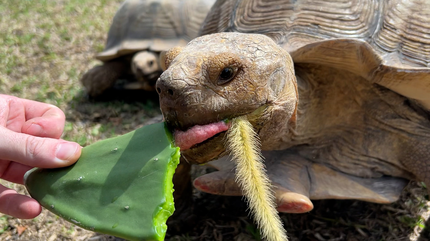 What Reptile Is Best for You?