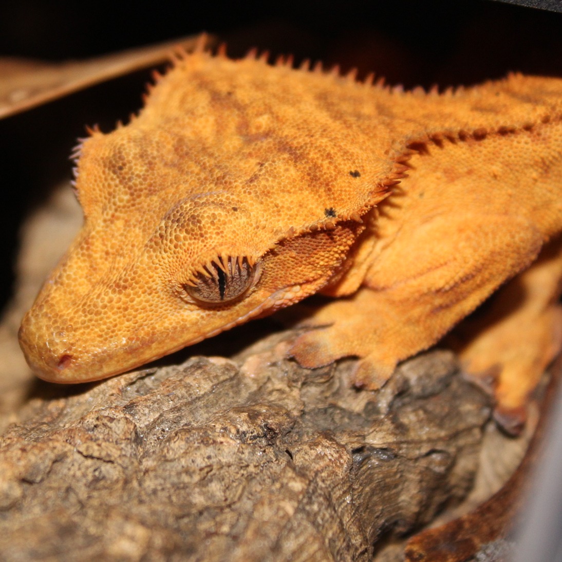 Crested Gecko Care Guide