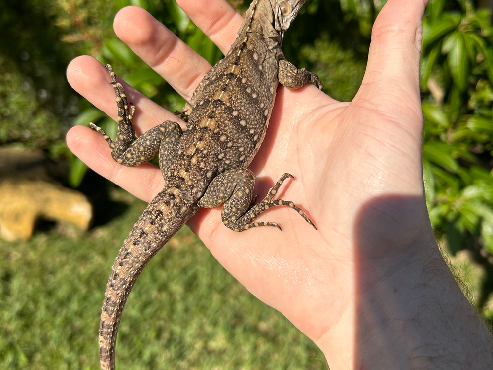 Cuban Rock Iguana Care Guide