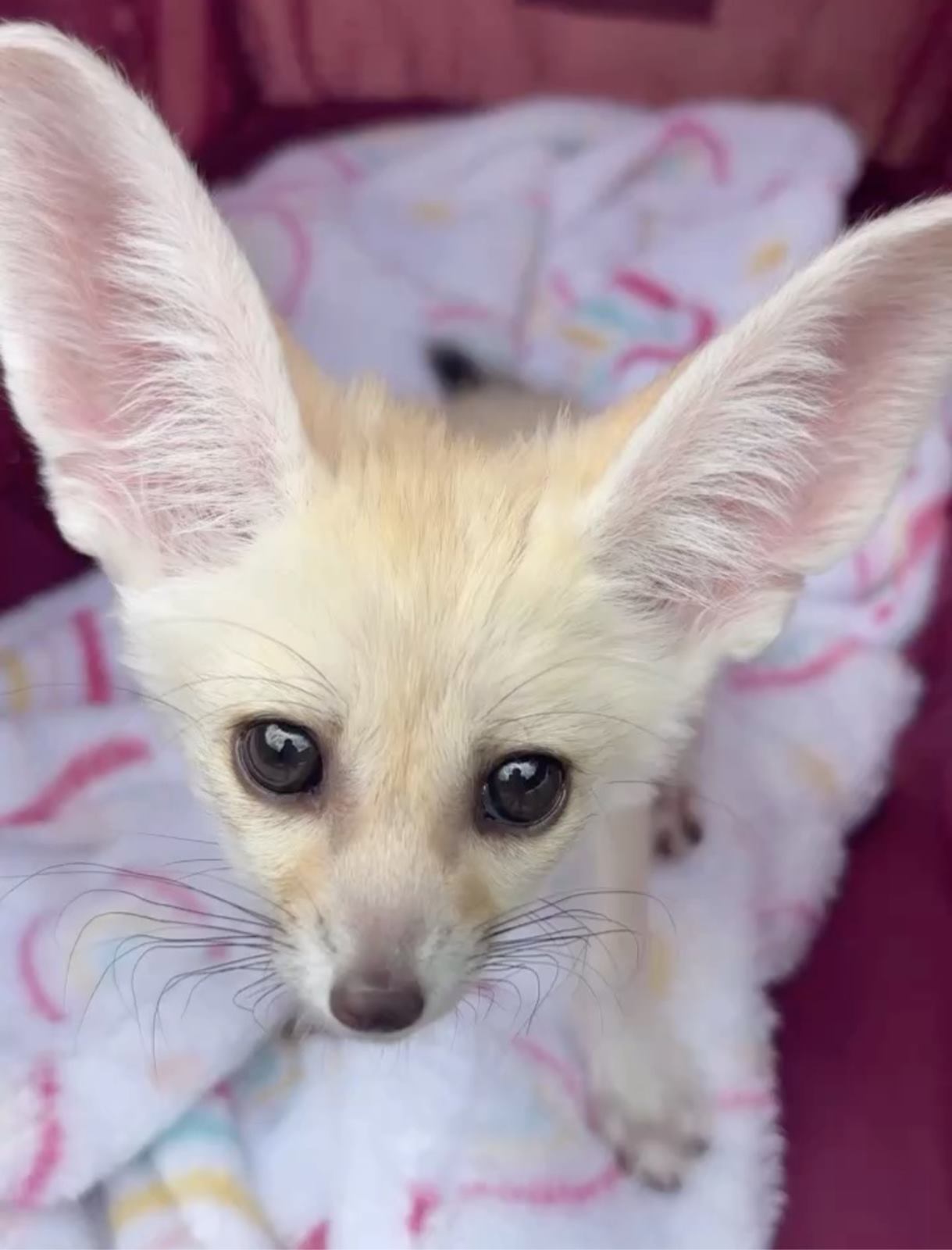 Fennec Fox Care Guide